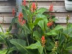 Canna varieteiten, Tuin en Terras, Ophalen of Verzenden, Gehele jaar, Halfschaduw, Wortelstok