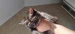 Britse korthaar/blauwe rus mix, Kater, Kortharig, 0 tot 2 jaar
