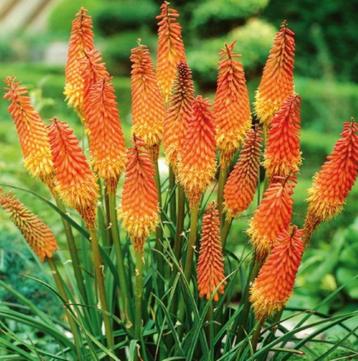 Vuurpijlen ( 3 planten), Enlèvement, Été, Plante fixe