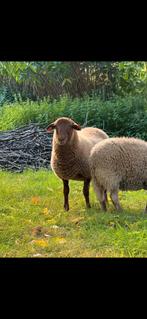 Mooie voskop ram, Dieren en Toebehoren