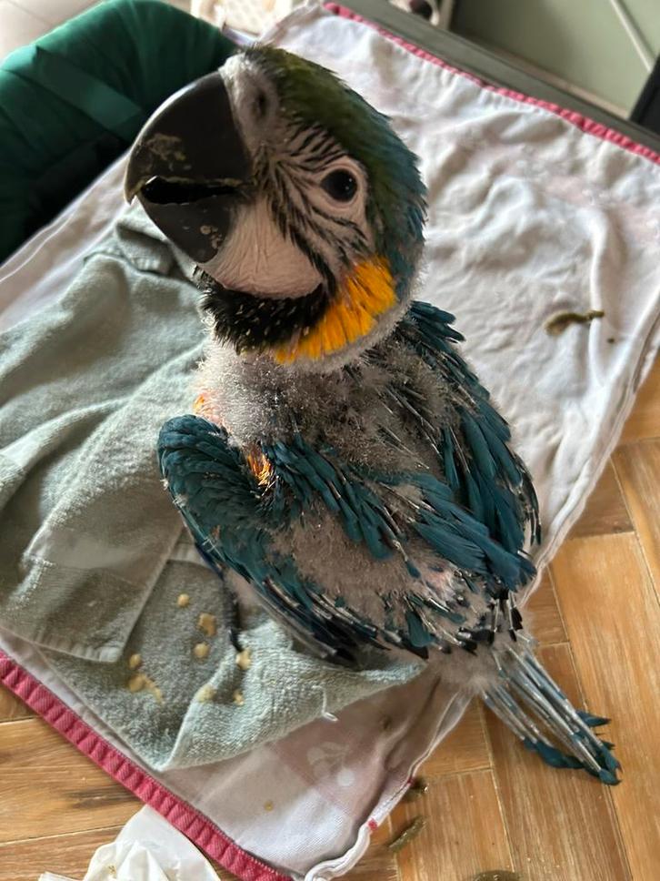 Baby ara, Animaux & Accessoires, Oiseaux | Perruches & Perroquets, Perroquet, Sexe inconnu, Parleur, Domestique, Bagué