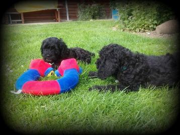 Cockapoo pups beschikbaar voor biedingen