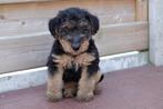 Prachtige Welsh terriër pups (ouders aanwezig), Animaux & Accessoires, Chiens | Jack Russell & Terriers, Autres races, Plusieurs