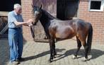 2 prachtige BRP pony's voor de fok of sport., Zadelmak, Merrie, Tuigpony, 0 tot 2 jaar