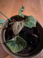 Anthurium Clarinervium klein, Huis en Inrichting, Kamerplanten, Ophalen of Verzenden