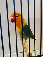 agapornis, Sexe inconnu, Perroquet nain ou Inséparable, Bagué