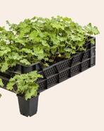 Alchemilla mollis = Vrouwenmantel, Tuin en Terras, Ophalen, Bodembedekkers, Vaste plant, Halfschaduw