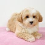 Maltipoo - pups te koop, CDV (hondenziekte), Meerdere, Meerdere dieren, Buitenland