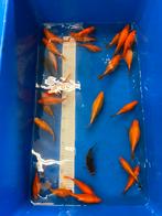 22 goudvissen 60€ 10/15cm, Dieren en Toebehoren, Vissen | Vijvervissen