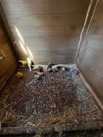 Zebravinken, Dieren en Toebehoren