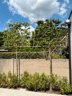 Leiboom Fagus sylvatica (beuk) stamomtrek 12/14, Tuin en Terras, Ophalen, Leiboom, 250 tot 400 cm