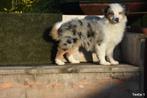 Blue Merle Tricolor Border Collie pups, Dieren en Toebehoren, Honden | Herdershonden en Veedrijvers, België, CDV (hondenziekte)