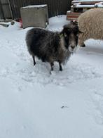 Ouessant ooi, Animaux & Accessoires, Moutons, Chèvres & Cochons, Femelle, Mouton, 3 à 5 ans