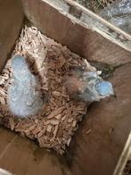 Lori van de Blauwe Bergen, Dieren en Toebehoren, Vogels | Parkieten en Papegaaien, Geslacht onbekend, Papegaai, Tam