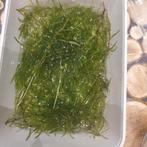 Guppygras, Dieren en Toebehoren, Ophalen