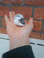 Jonge campbelli dwerghamsters, verschillende kleuren, tam, Décembre, Hamster, Domestique