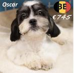 Oscar - Schattige Lhasa Apso reutje, Dieren en Toebehoren, Honden | Chihuahua's en Gezelschapshonden, België, 15 weken tot 1 jaar
