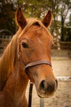 Welsh 1 an, Dieren en Toebehoren, Pony's, 0 tot 2 jaar, Hengst, C pony (1.27m tot 1.37m), Onbeleerd