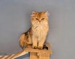 Britse langhaar golden black, Dieren en Toebehoren, Katten en Kittens | Raskatten | Langhaar, Poes, Gechipt, 0 tot 2 jaar