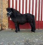 Leuk pony, Dieren en Toebehoren, Hengst, A pony (tot 1.17m), 11 jaar of ouder