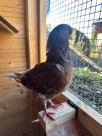 Sierduiven duitse Modena, Dieren en Toebehoren, Vogels | Duiven, Overige soorten