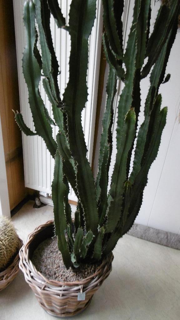 cactussen, Huis en Inrichting, Kamerplanten, Cactus, Ophalen