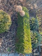 Gratis 8m buxushaag, Ophalen, Buxus, Haag, Minder dan 100 cm