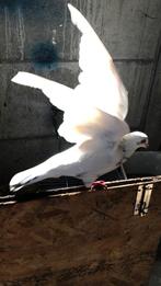 Mooie duif, Animaux & Accessoires, Oiseaux | Pigeons, Femelle, Autres espèces