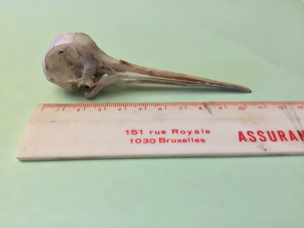 Oiseau, crâne, échassier, huîtrier, Collections, Collections Animaux, Enlèvement ou Envoi, Oiseaux, Crâne