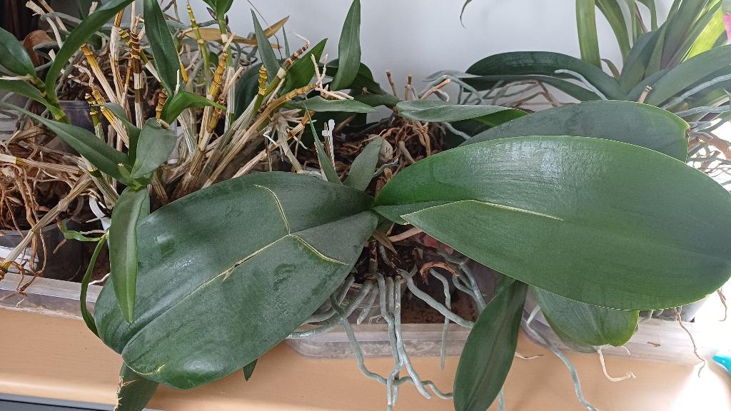 Orchideeën en bromelia, Ophalen, Overige soorten, Halfschaduw, In pot