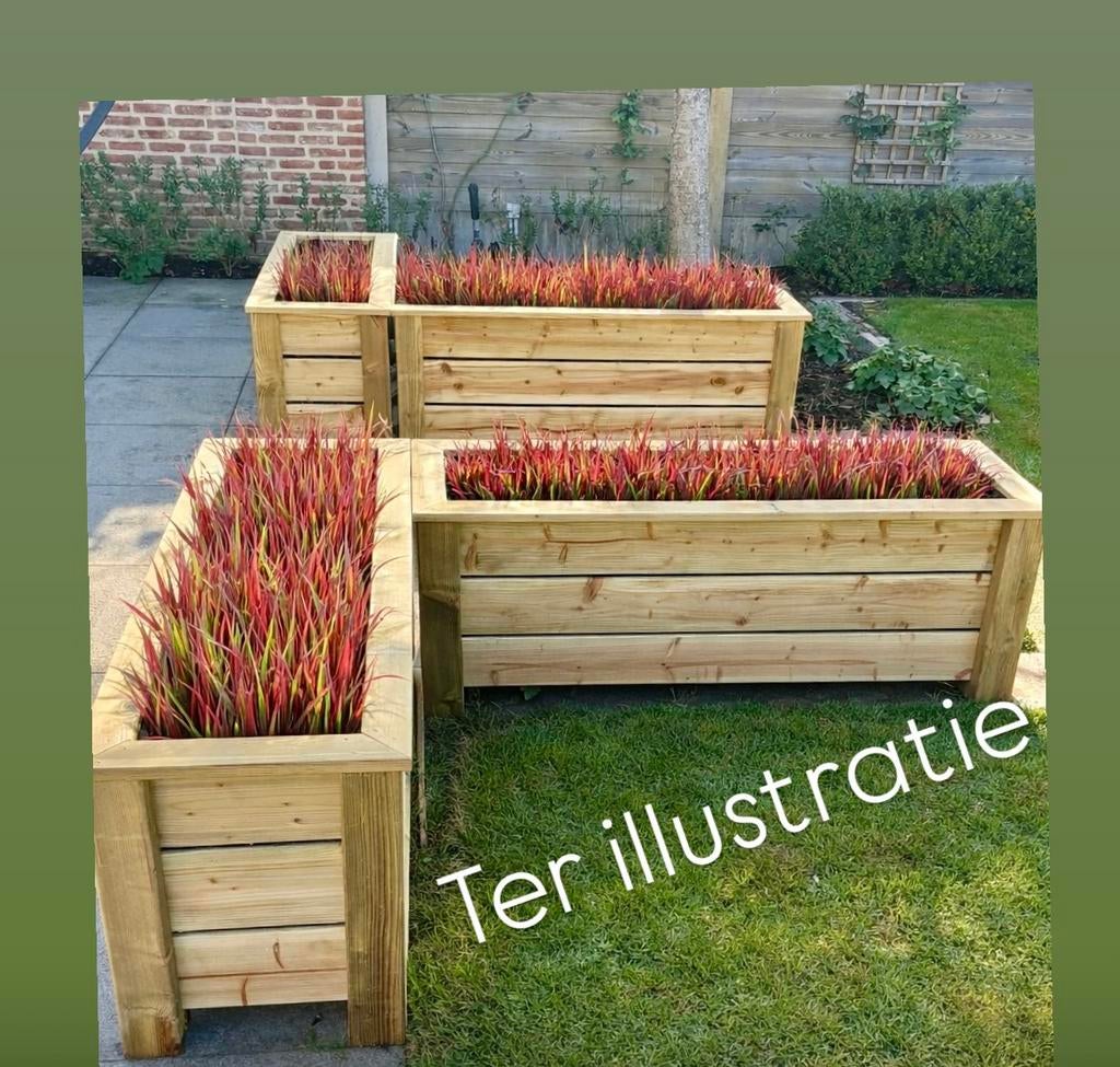 belles fleurs de pin, plantes, boîtes à herbes, Neuf, 30 à 60 cm, Enlèvement, Intérieur