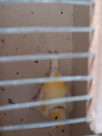 Canari, Animaux & Accessoires, Mâle
