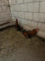 Wyandotte hanen, Animaux & Accessoires, Mâle, Poule ou poulet