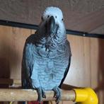 Te ruil tamme grijze roodstaart, Dieren en Toebehoren, Vogels | Parkieten en Papegaaien
