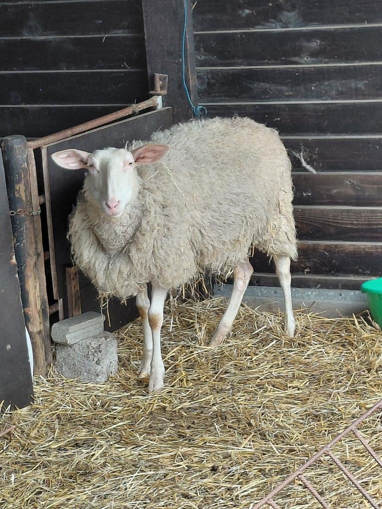 melkschaap ooi te koop, Dieren en Toebehoren