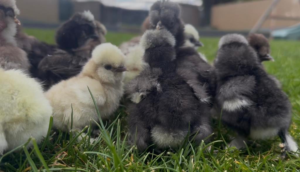 USA zijdehoen kuikens, Geslacht onbekend, Kip