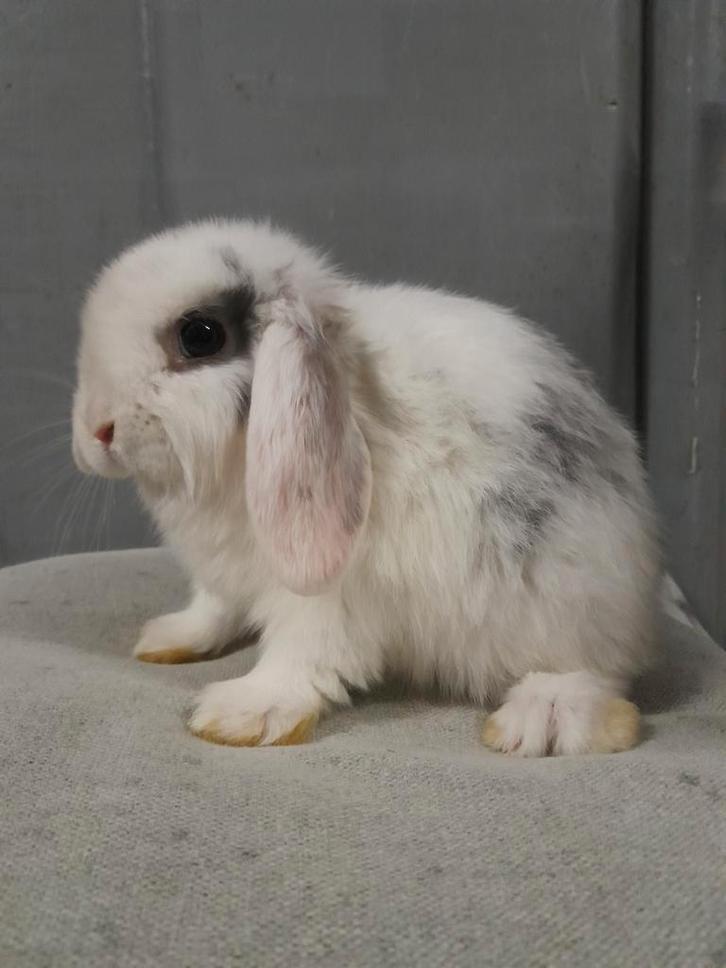 Hangoordwerg koppeltje, Animaux & Accessoires, Lapins, Nain, Plusieurs animaux, 0 à 2 ans, Oreilles tombantes