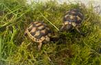 Tortues testudo marginata, Animaux & Accessoires, Tortue, 0 à 2 ans
