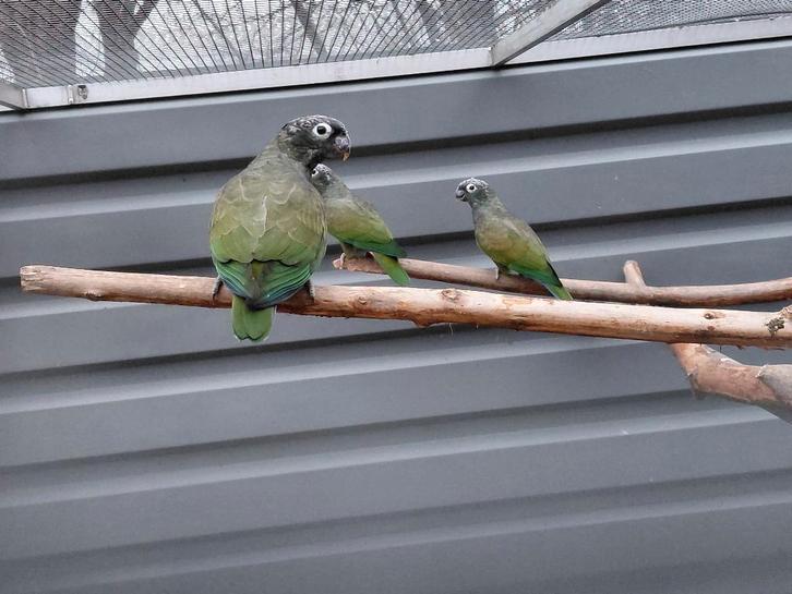Pop Pionus Maximiliani 2024., Dieren en Toebehoren, Vogels | Parkieten en Papegaaien, Papegaai, Vrouwelijk, Geringd