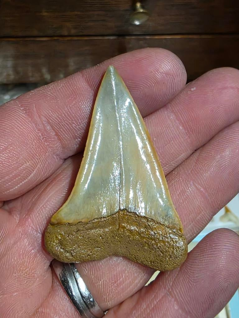 Très beau grand isurus hastalis d'Anvers de 5,1 cm., Collections, Minéraux & Fossiles, Enlèvement ou Envoi, Fossile