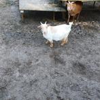 Mooi mini dwerggeitje palemino, Femelle, Chèvre, 0 à 2 ans