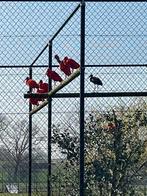 Ibissen 2025, Dieren en Toebehoren, Vogels | Parkieten en Papegaaien, Meerdere dieren, Geringd