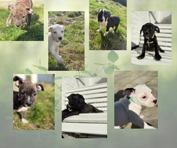 Staffordshire américain, Livres, Animaux & Animaux domestiques, Chiens, Enlèvement