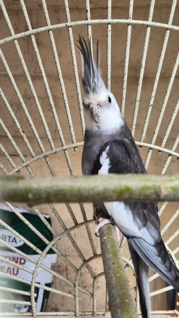 Jonge Valkparkiet man te koop.