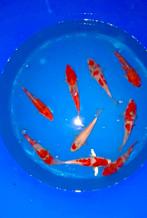 HQ Tosai 20-22cm. Goshiki, Dieren en Toebehoren, Karper of Koi