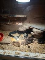 Zijdehoen usa kuikens, Sexe inconnu