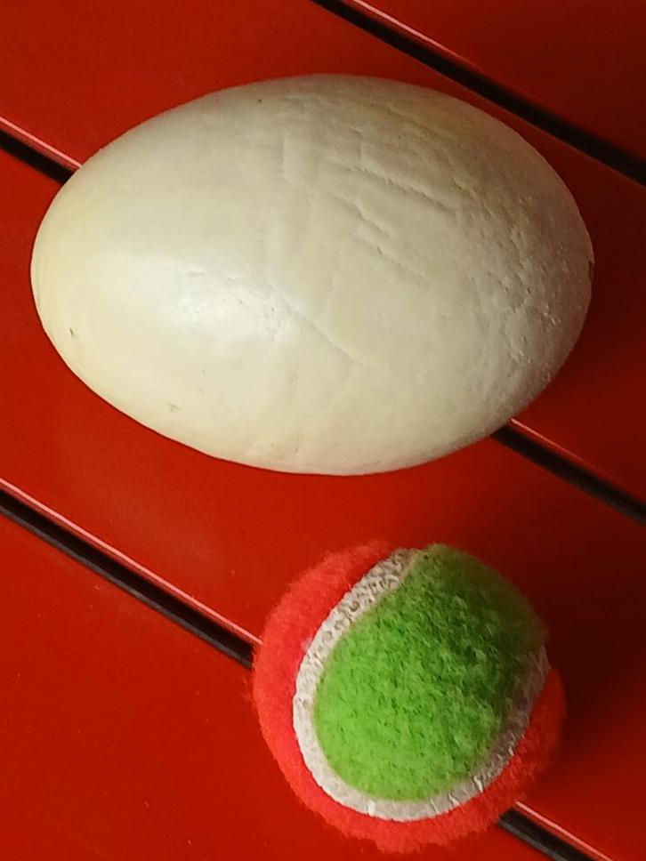 2 uitgeblazen nandoe eieren, Diversen, Pasen, Ophalen