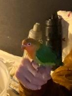 Agapornis Fischeri , dwergpapegaai, Dieren en Toebehoren, Geslacht onbekend