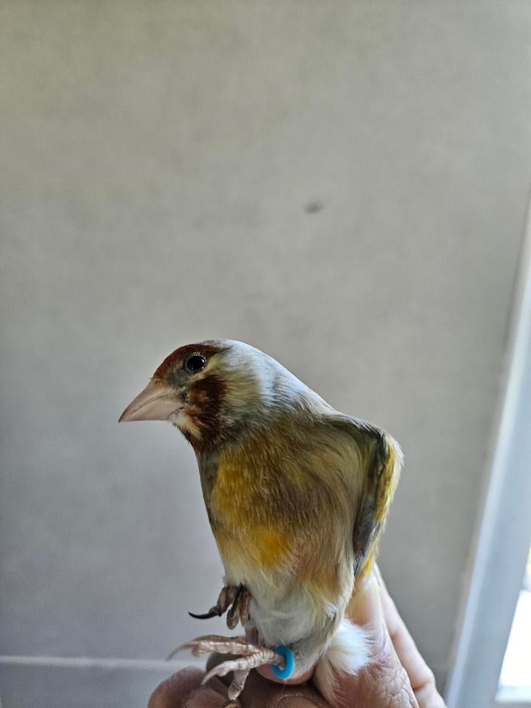 Métiss de chardo Jaspe, Animaux & Accessoires, Mâle, Bagué