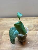 Tatouage argenté Scindapsus, Maison & Meubles, Plantes d'intérieur, Enlèvement ou Envoi